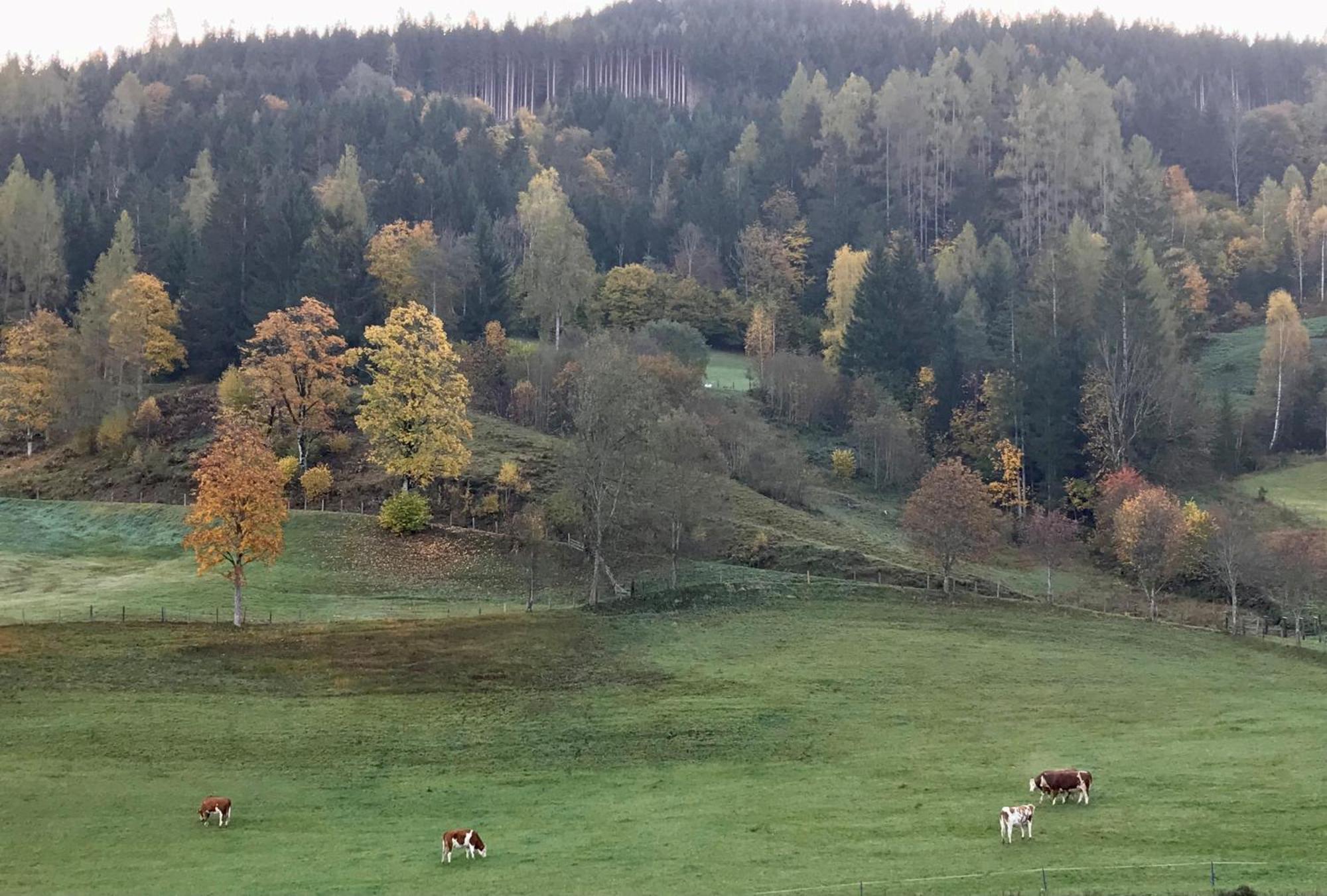 Bio Schartenhof Sankt Johann im Pongau Zewnętrze zdjęcie