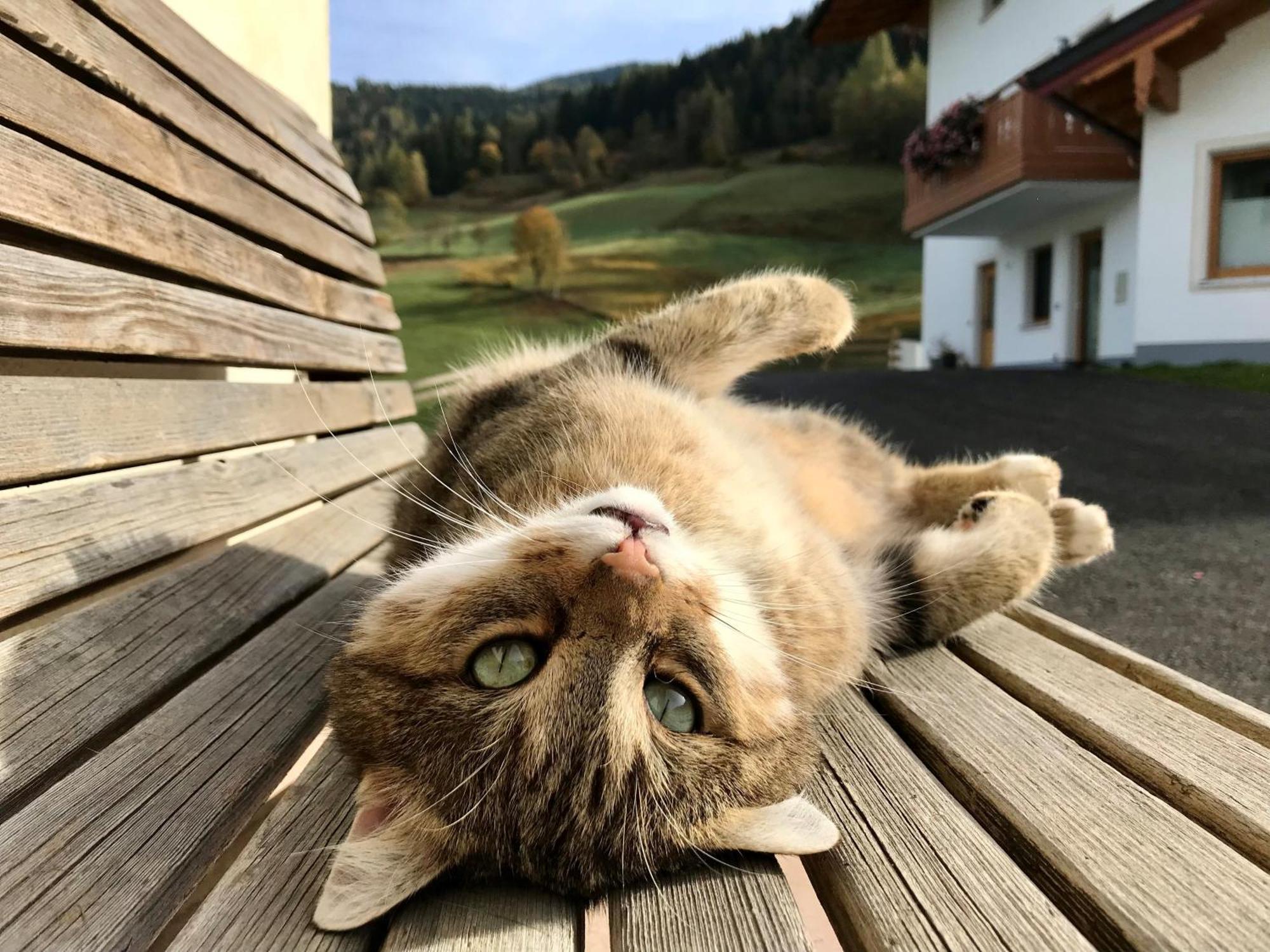 Bio Schartenhof Sankt Johann im Pongau Zewnętrze zdjęcie